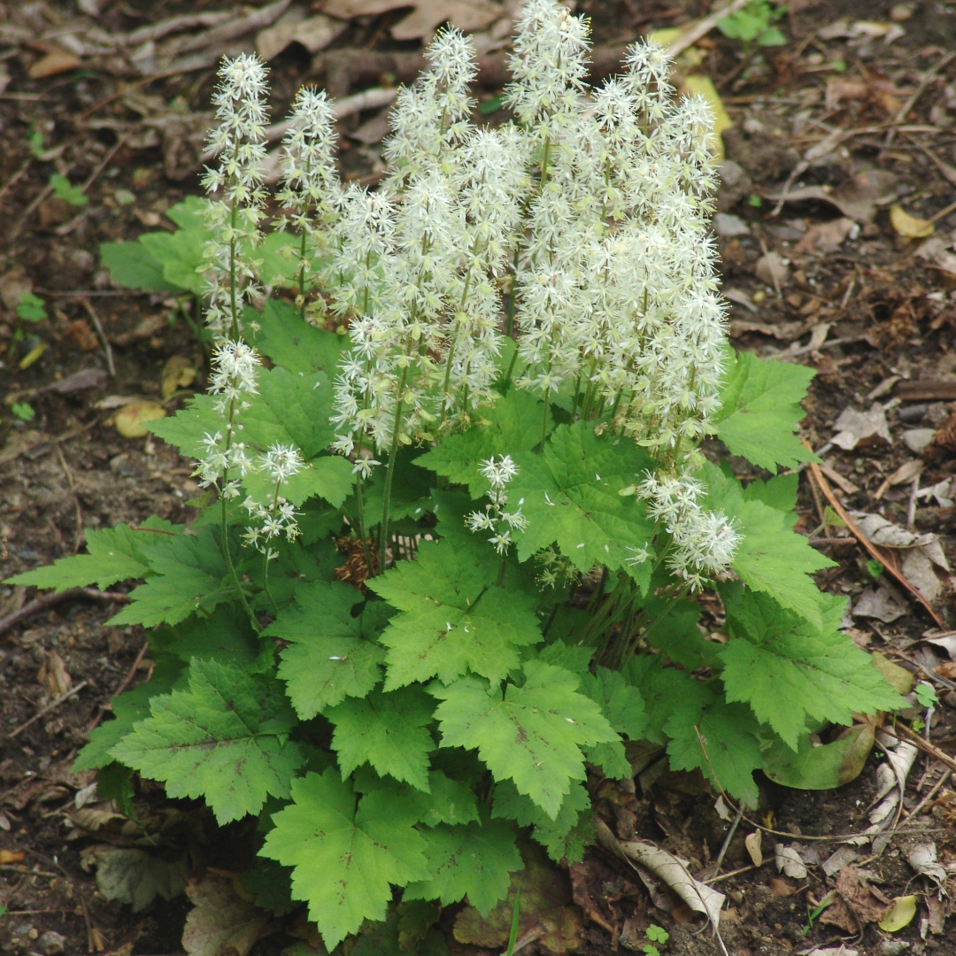 Foamflower  Tiarella cordifolia