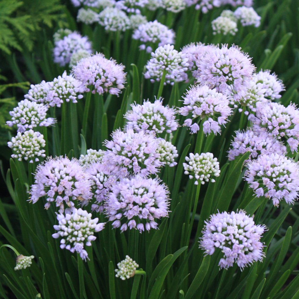 Allium 'MGsmmpkb13' - Midwest Groundcovers, LLC