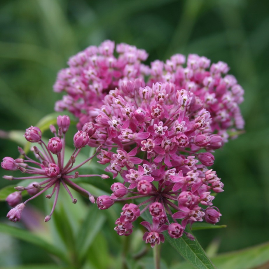 Asclepias incarnata - Midwest Groundcovers, LLC