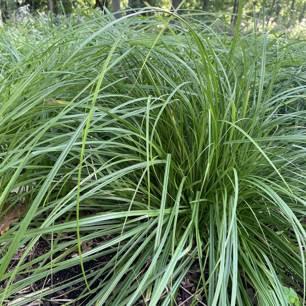 Carex Sprengelii - Midwest Groundcovers, LLC