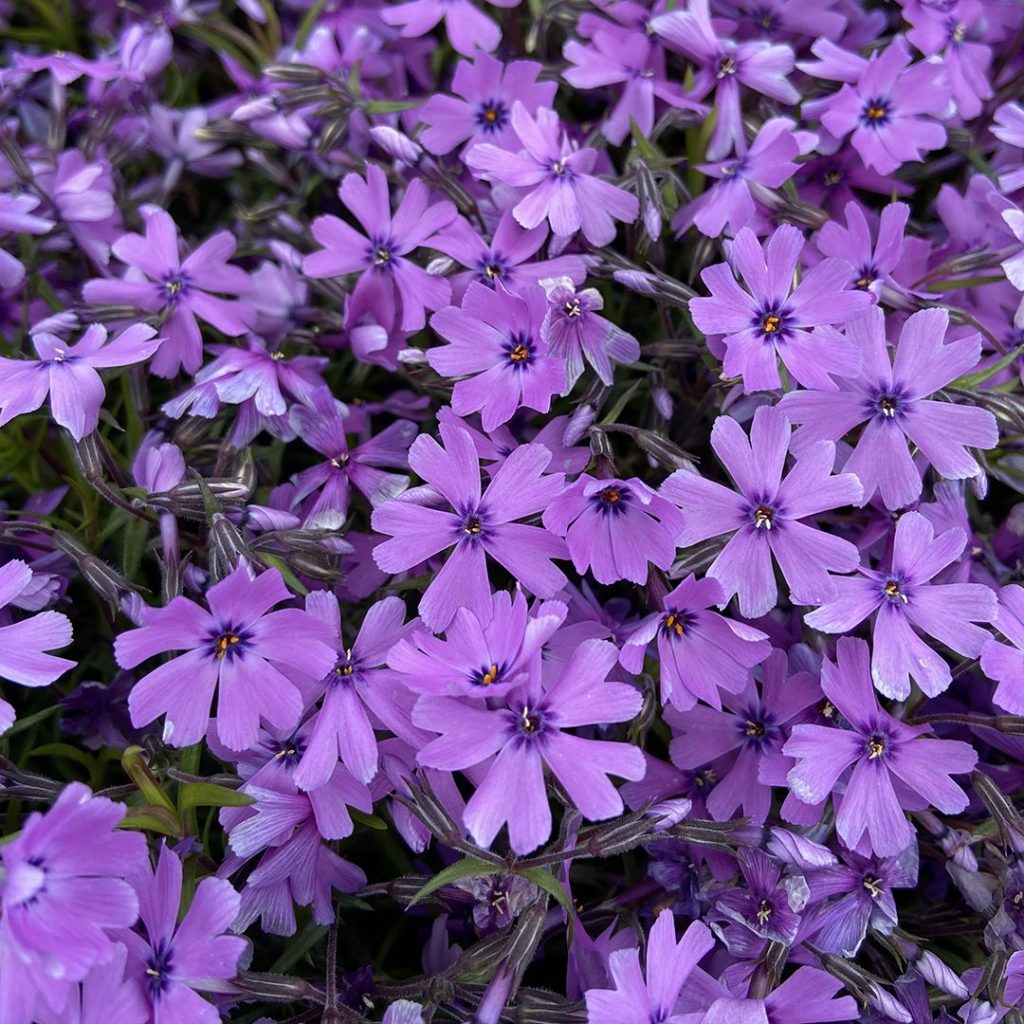 Phlox subulata 'Purple Beauty' - Midwest Groundcovers, LLC